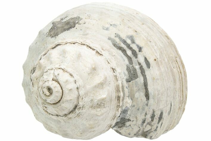 Fossil Gastropod (Galeodea) - Twin Rivers, Washington #212113